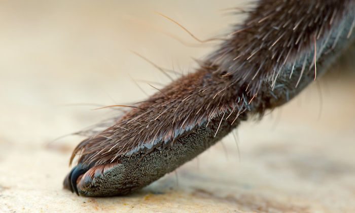 spider-paws-8
