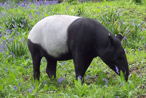 tapir-facts-4