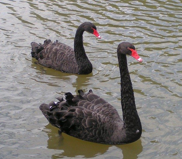 10-animals-never-knew-are-actually-gay