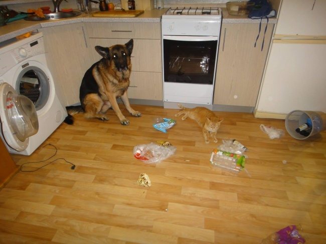 13-funny-things-happen-cat-person