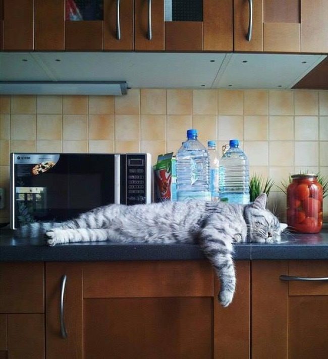 14-funny-things-happen-cat-person