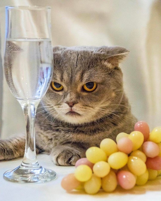 2-funny-things-happen-cat-person