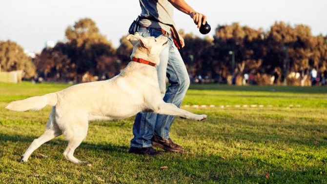 2-health-benefits-of-owning-a-pet