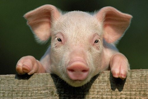 2-silly-animals-surprisingly-smart