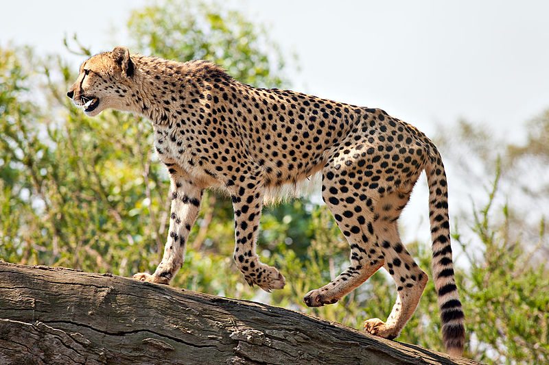 5-fastest-animals-in-the-world