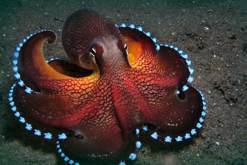 5-silly-animals-surprisingly-smart