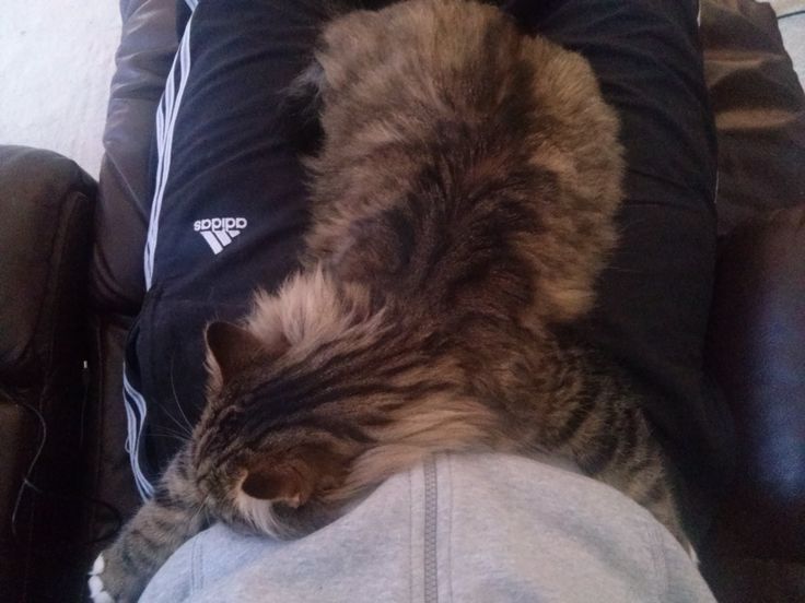 6-health-benefits-of-owning-a-pet