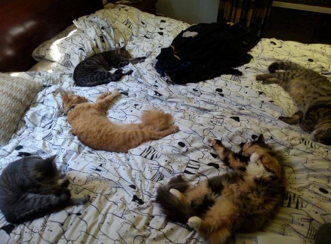 9-funny-things-happen-cat-person