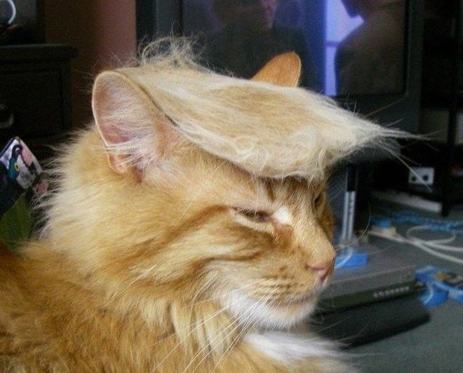Donald-Trump-Cat-1