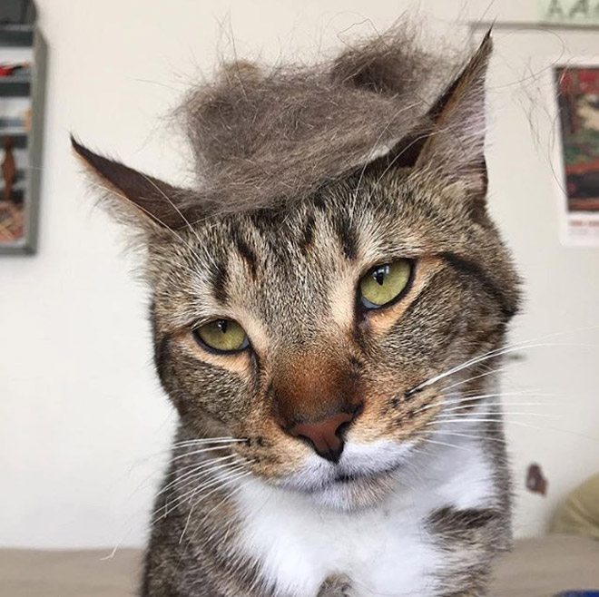 Donald-Trump-Cat-4