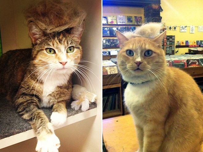 Donald-Trump-Cat-5