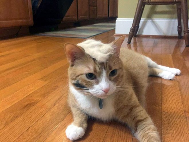 Donald-Trump-Cat-9