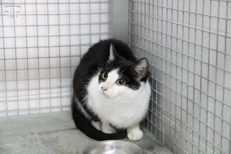 abandoned-animals-10