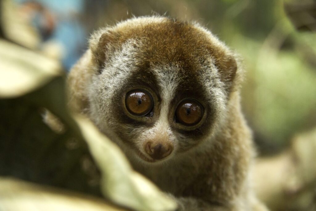 animals-that-can-kill-you-10