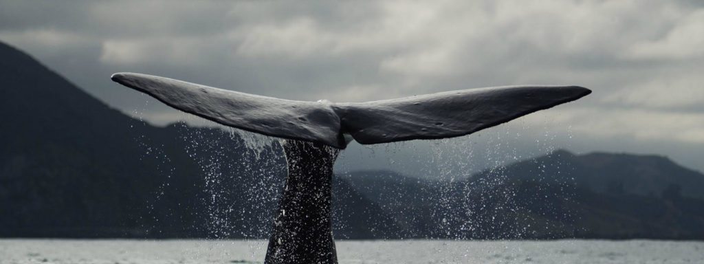blue-whale-10