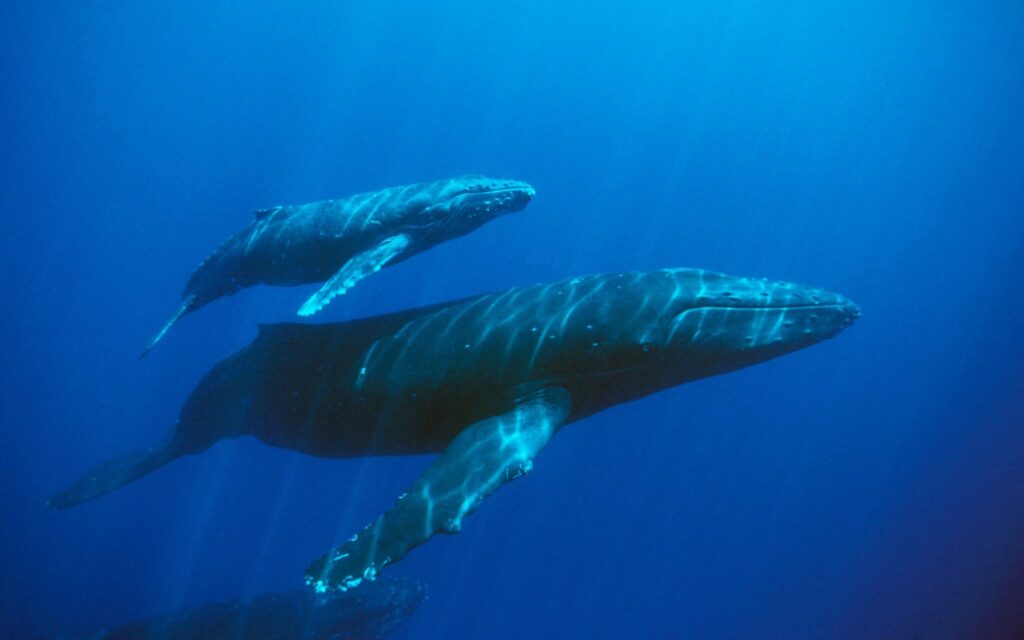 blue-whale-4