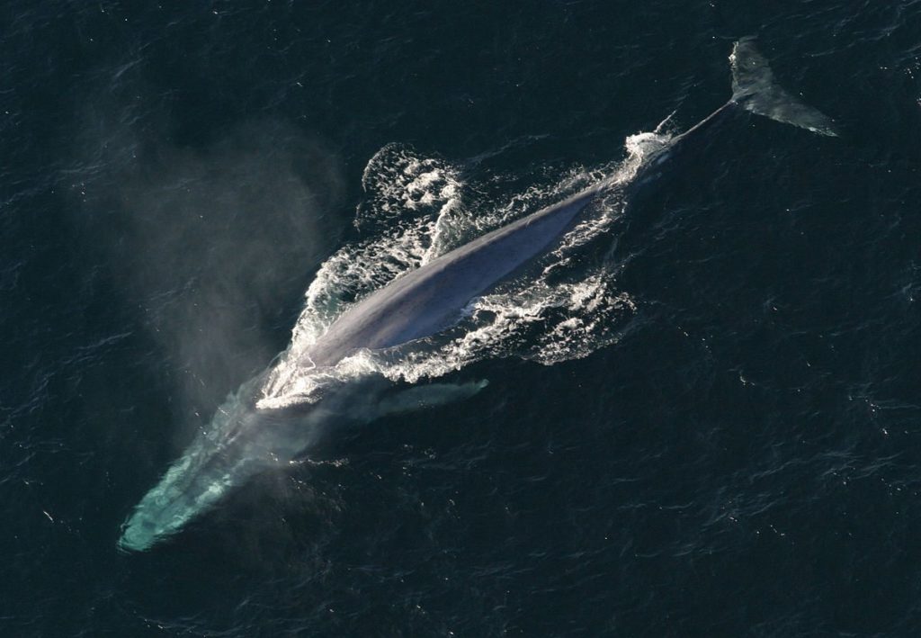 blue-whale-5