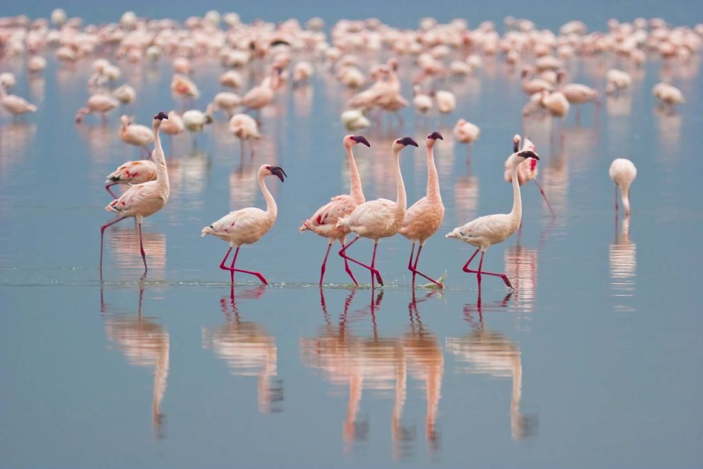 Flamingos