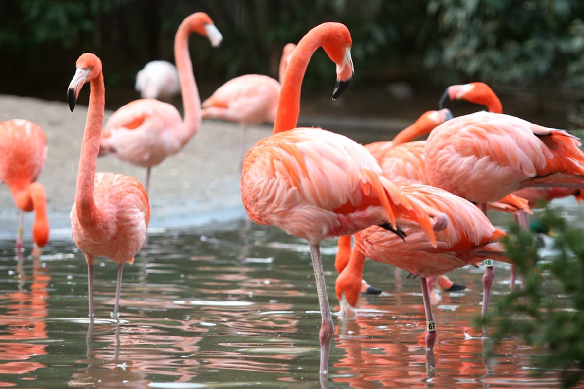 flamingos-4