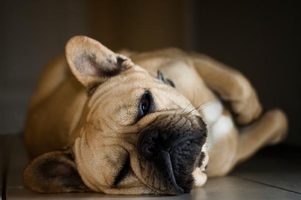 french-bulldogs-1
