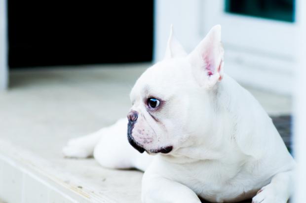 french-bulldogs-10