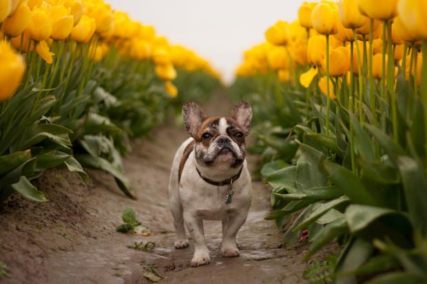 french-bulldogs-2