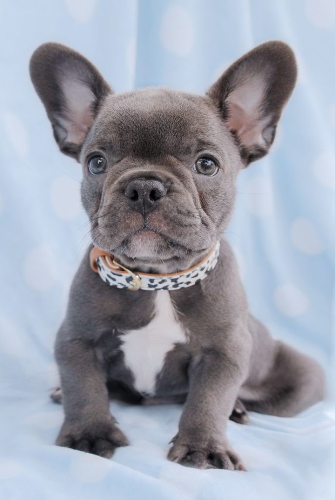 french-bulldogs-6