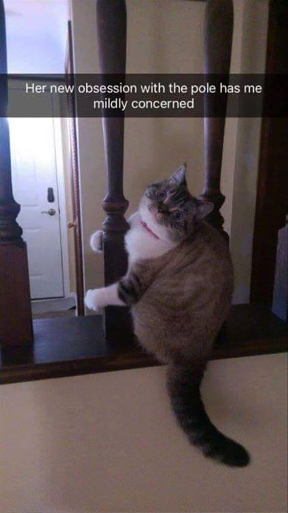funny-animals-10