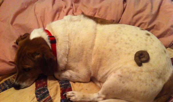 funny-cats-and-dogs-1