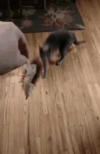 funny-cats-and-dogs-10