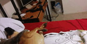 funny-cats-and-dogs-7