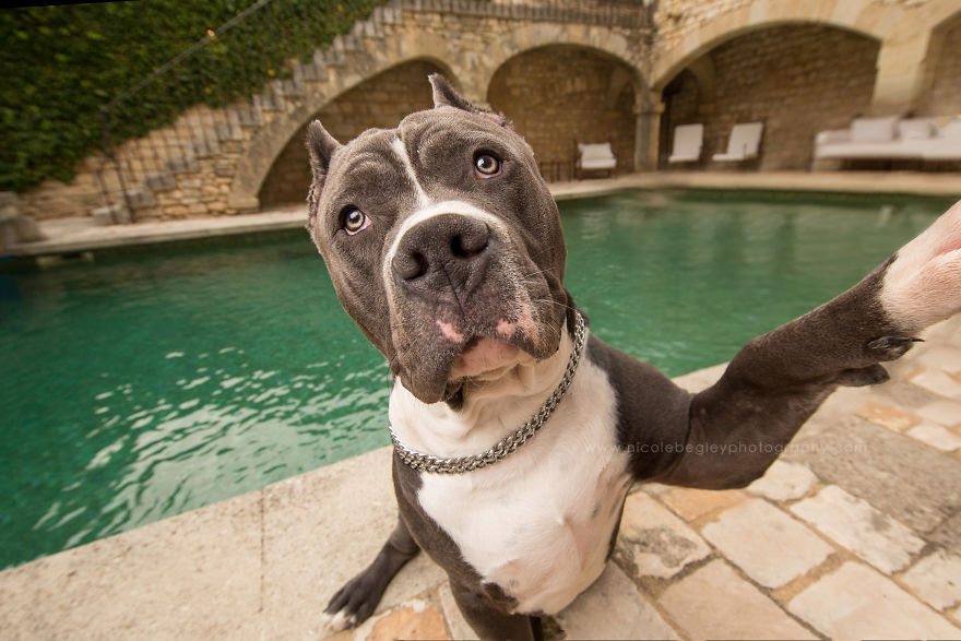 pet-selfie-8