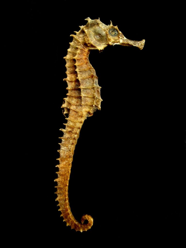 sea-horse-4