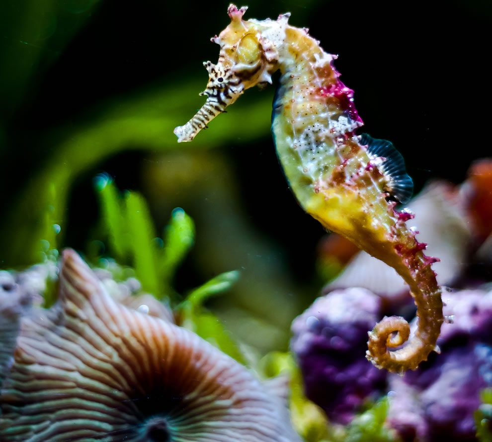 sea-horse-5