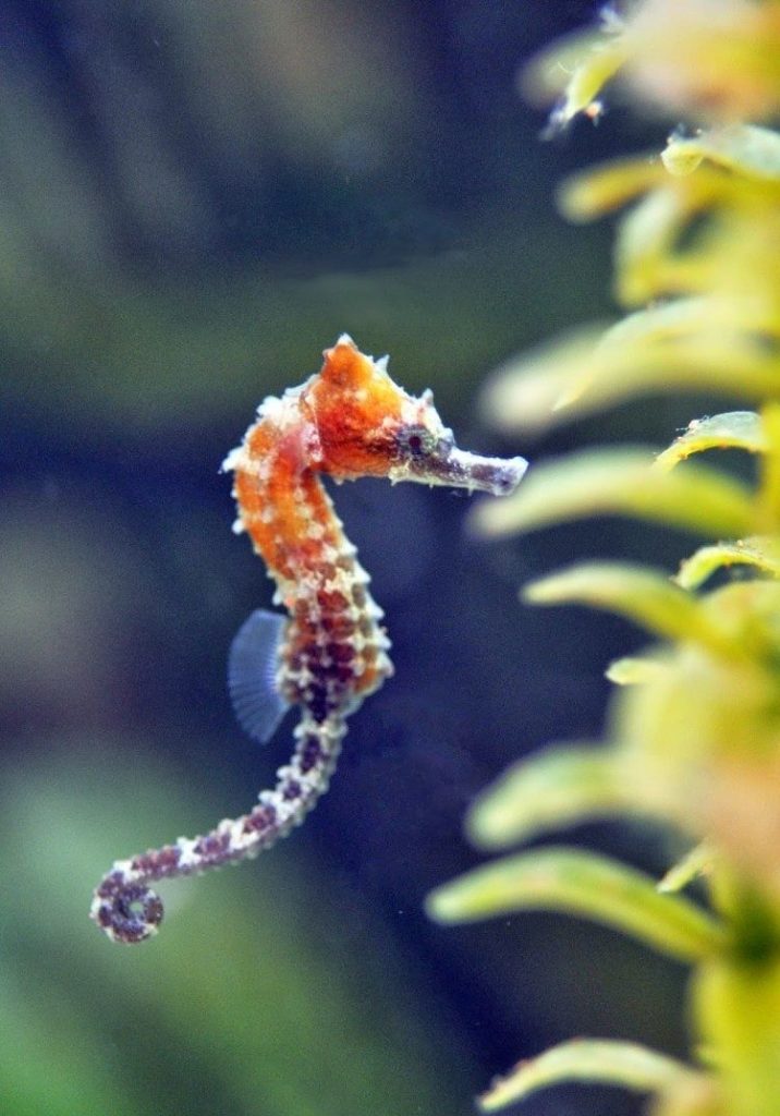sea-horse-6