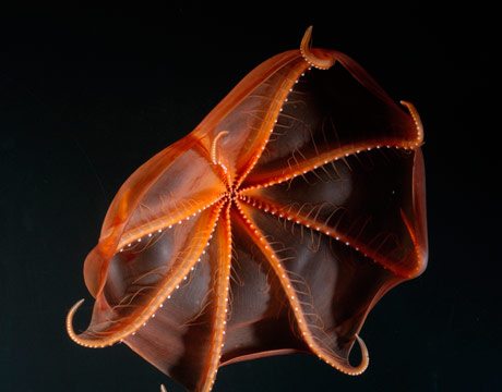 strange-sea-animals-7