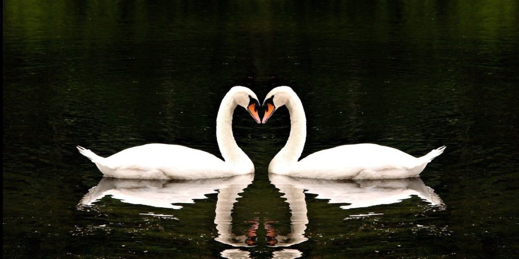 swan-facts-1