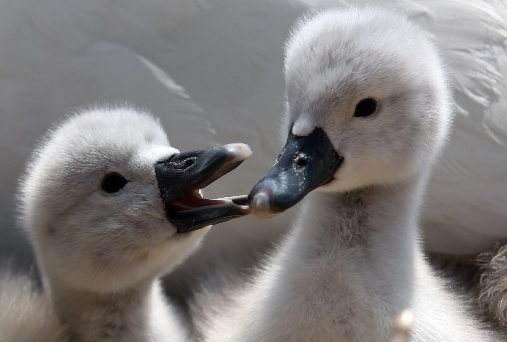 swan-facts-10
