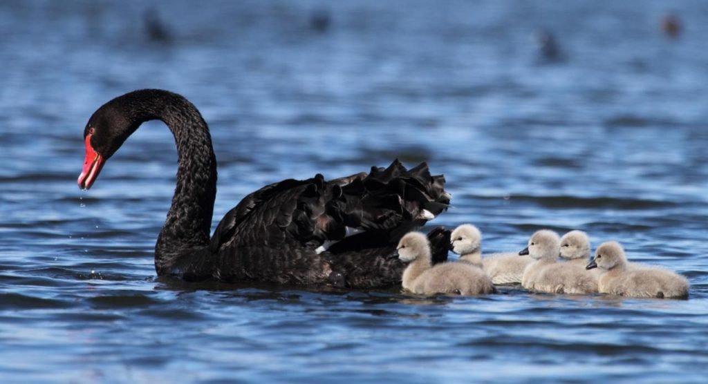 swan-facts-2