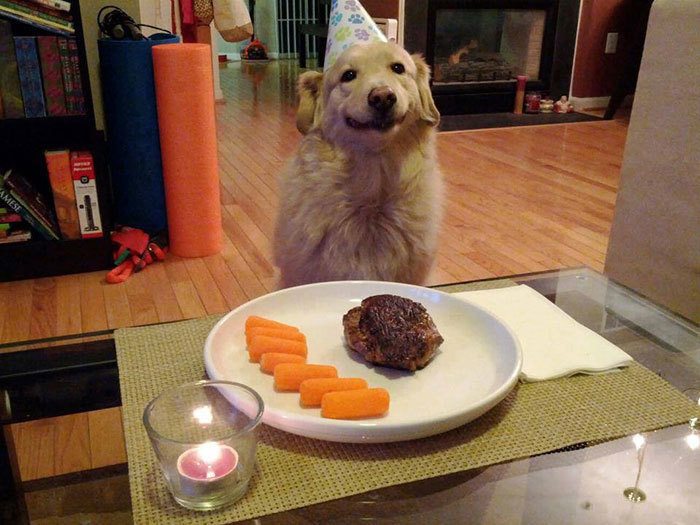 1-animals-with-flawless-birthday-parties