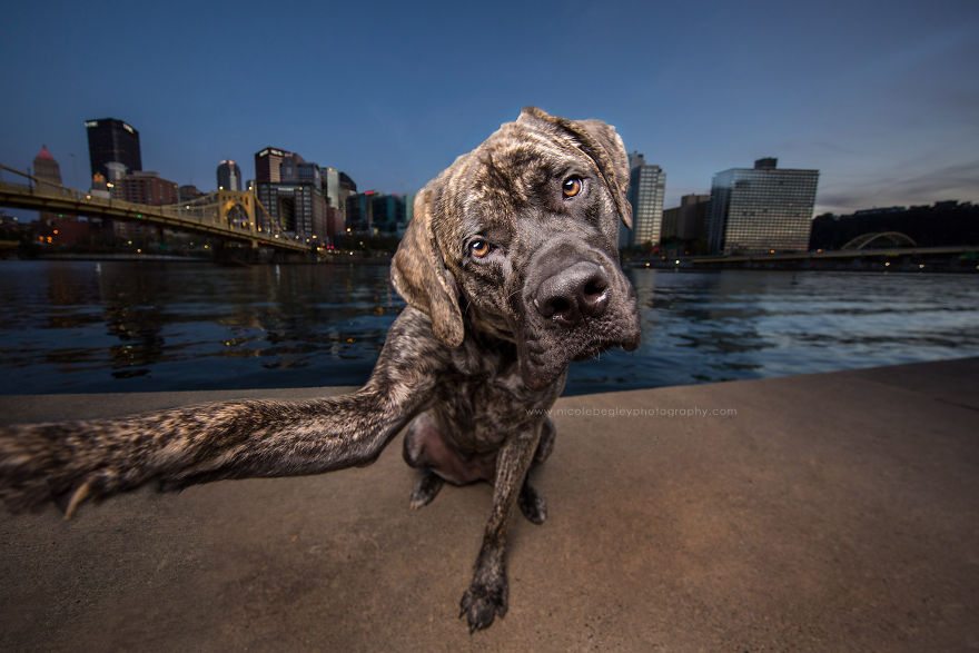 1-dog-best-selfies-cutest