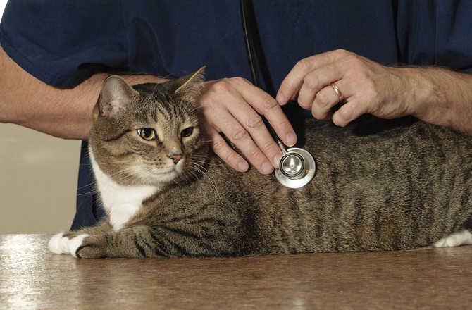 1-how-to-get-your-pet-ready-for-winter