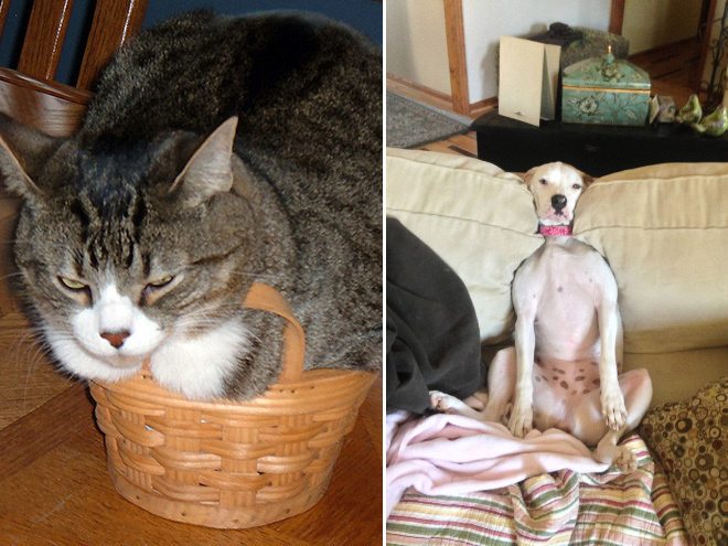 1-pets-that-simply-hate-comfort