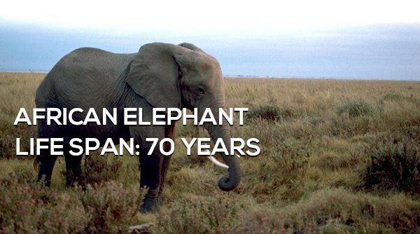 1-surprising-animals-live-longer-than-humans