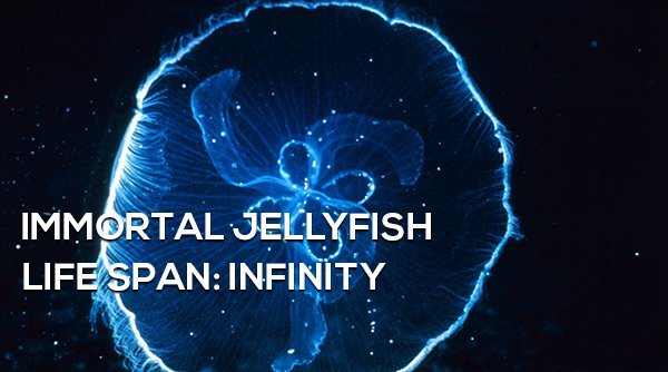 10-surprising-animals-live-longer-than-humans