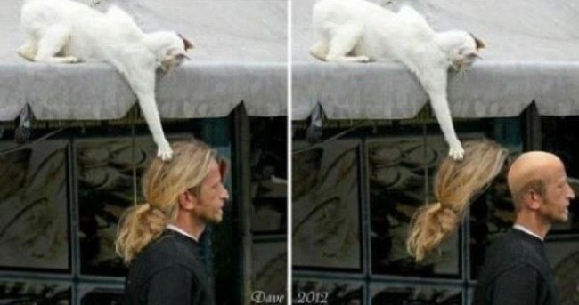 11-cat-thieves-intruders