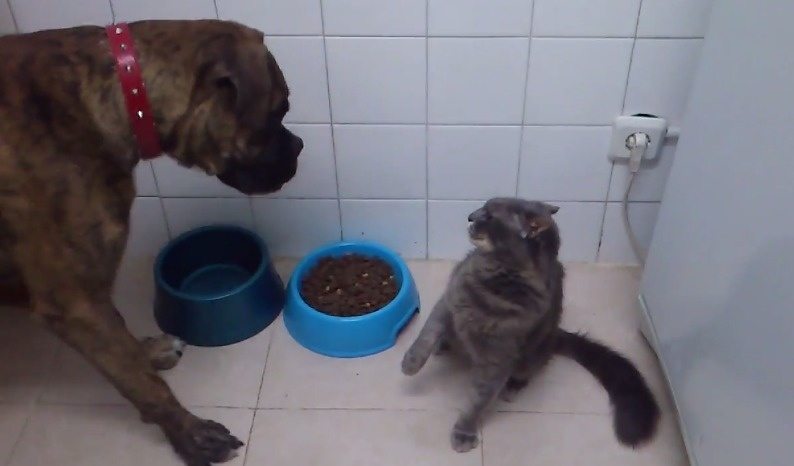 12-cat-thieves-intruders