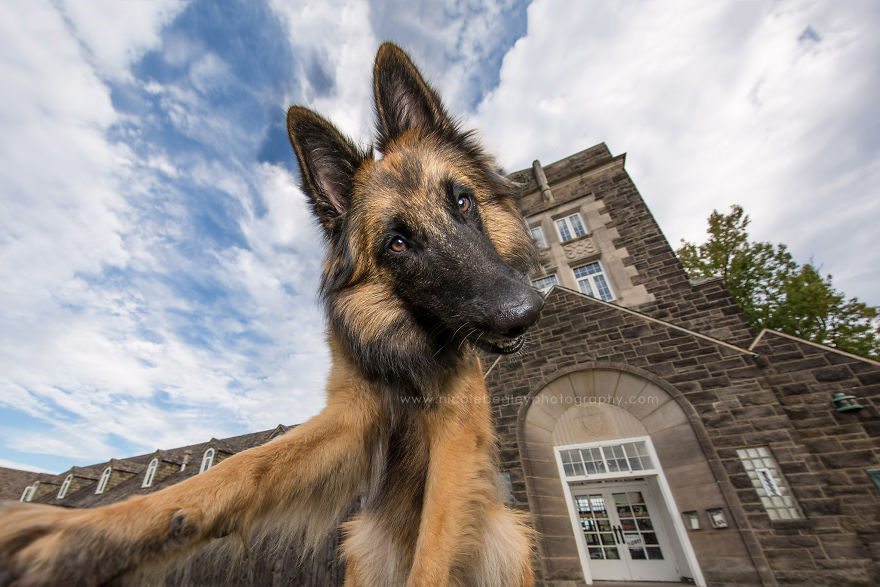 2-dog-best-selfies-cutest