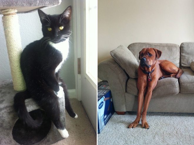 2-pets-that-simply-hate-comfort