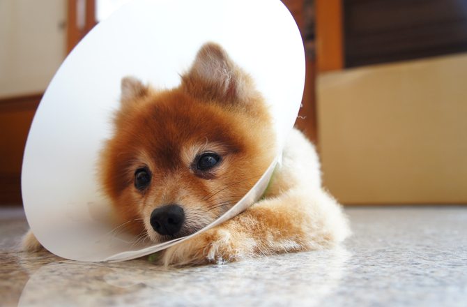 2-prevent-dog-diabetes-tips